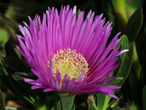 500+ Ice Plant Mixed Color Flower Seeds