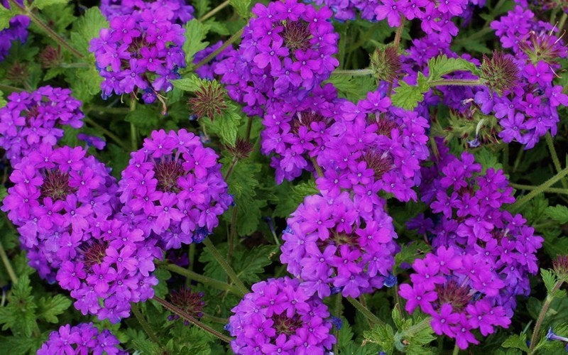 verbena seeds planting 500+ Purple Moss Verbena Flower Seeds