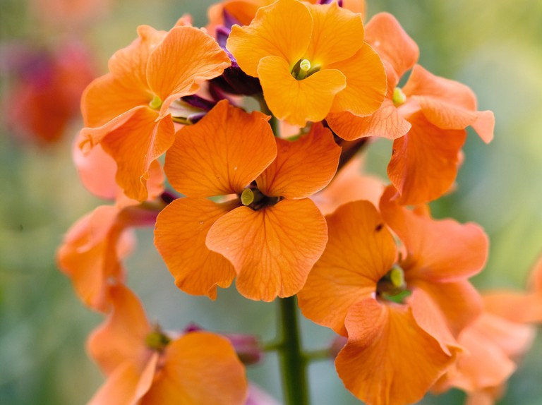 planting wallflower seeds 300 English Wallflower Seeds