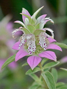 100 Spotted Bee Balm Flower Seeds