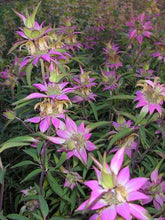 Load image into Gallery viewer, 100 Spotted Bee Balm Flower Seeds

