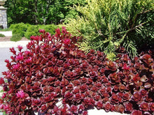 Load image into Gallery viewer, 100 Red Dragon&#39;s Blood Sedum Succulent Seeds
