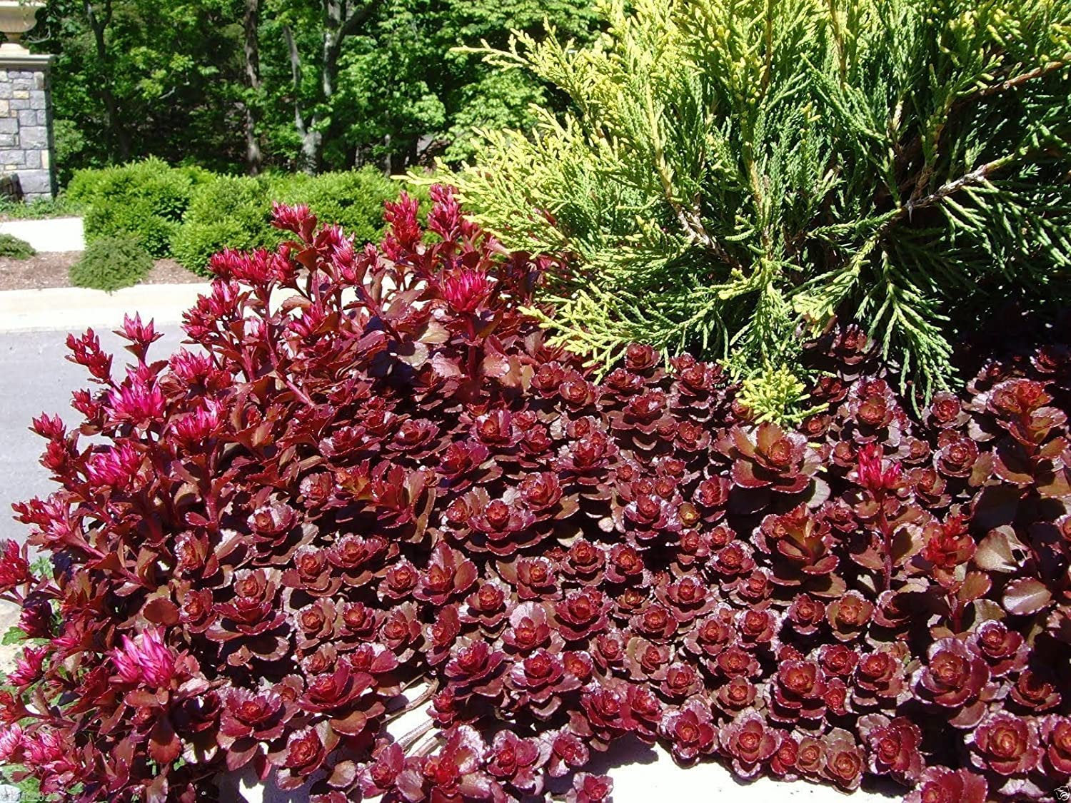 blood succulents 100 Red Dragon's Blood Sedum Succulent Seeds
