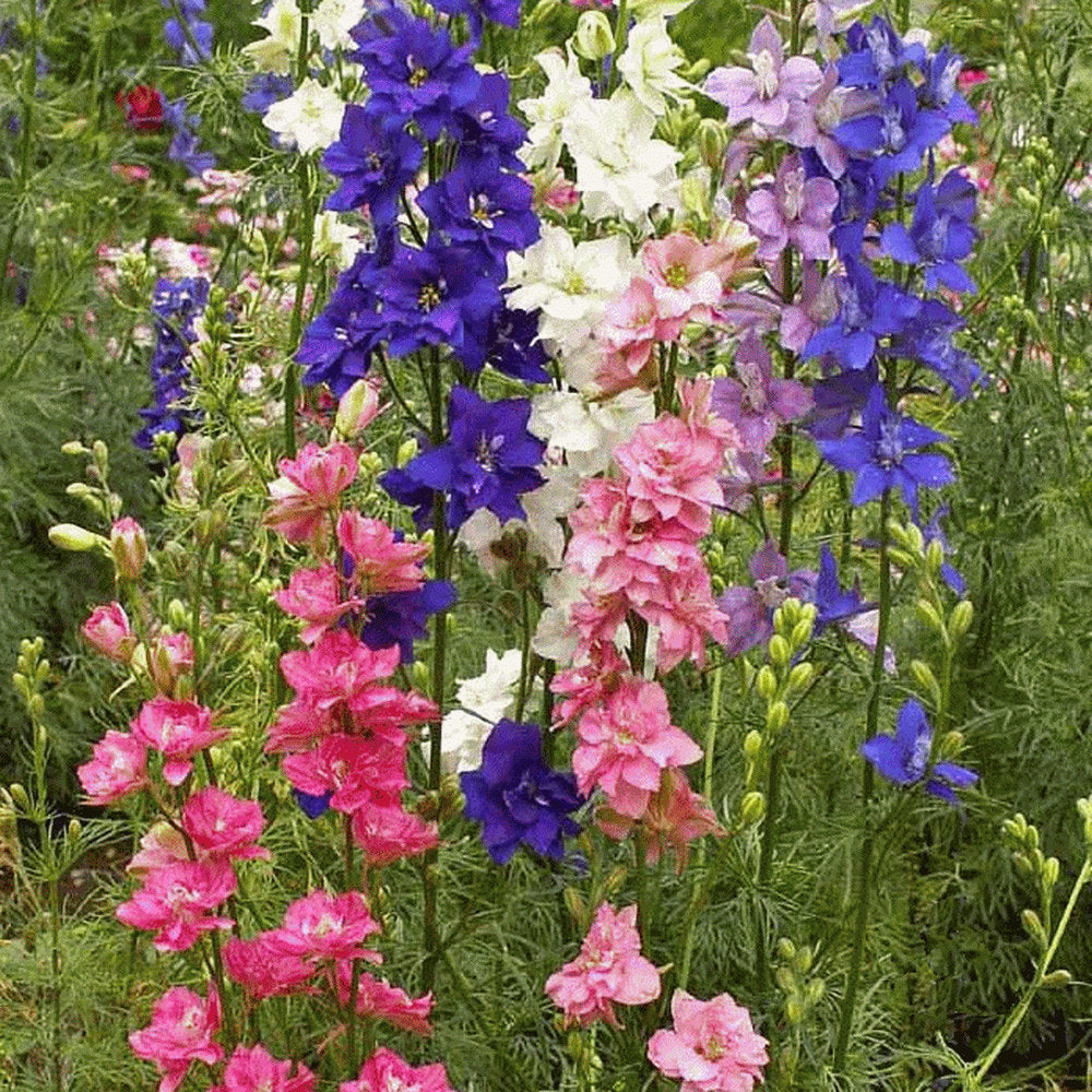 200 Rocket Larkspur Mixed Color Flower Seeds