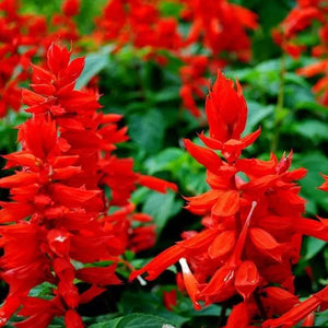 400 Scarlet Sage / Scarlet Salvia Flower Seeds