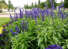 Load image into Gallery viewer, 50 Blue Sage / Blue Salvia Flower Seeds
