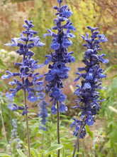 Load image into Gallery viewer, 50 Blue Sage / Blue Salvia Flower Seeds
