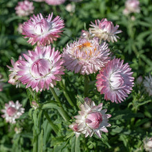 Load image into Gallery viewer, 100 &quot;Blushing Bride&quot; Silver Rose Strawflower Flower Seeds
