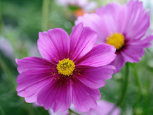 Load image into Gallery viewer, 300 Radiance Cosmos Flower Seeds
