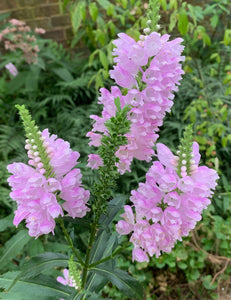 100 Tall Obedient Plant Flower Seeds