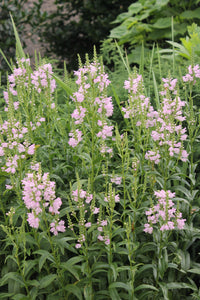 100 Tall Obedient Plant Flower Seeds