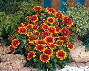 100 "Arizona Sun" Gaillardia Flower Seeds