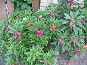 100 Camilia Balsam Flower Seeds