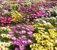 Load image into Gallery viewer, 500+ Ice Plant Mixed Color Flower Seeds
