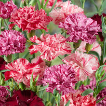 Load image into Gallery viewer, 100 Chaubaud Picotee French Carnation Seeds
