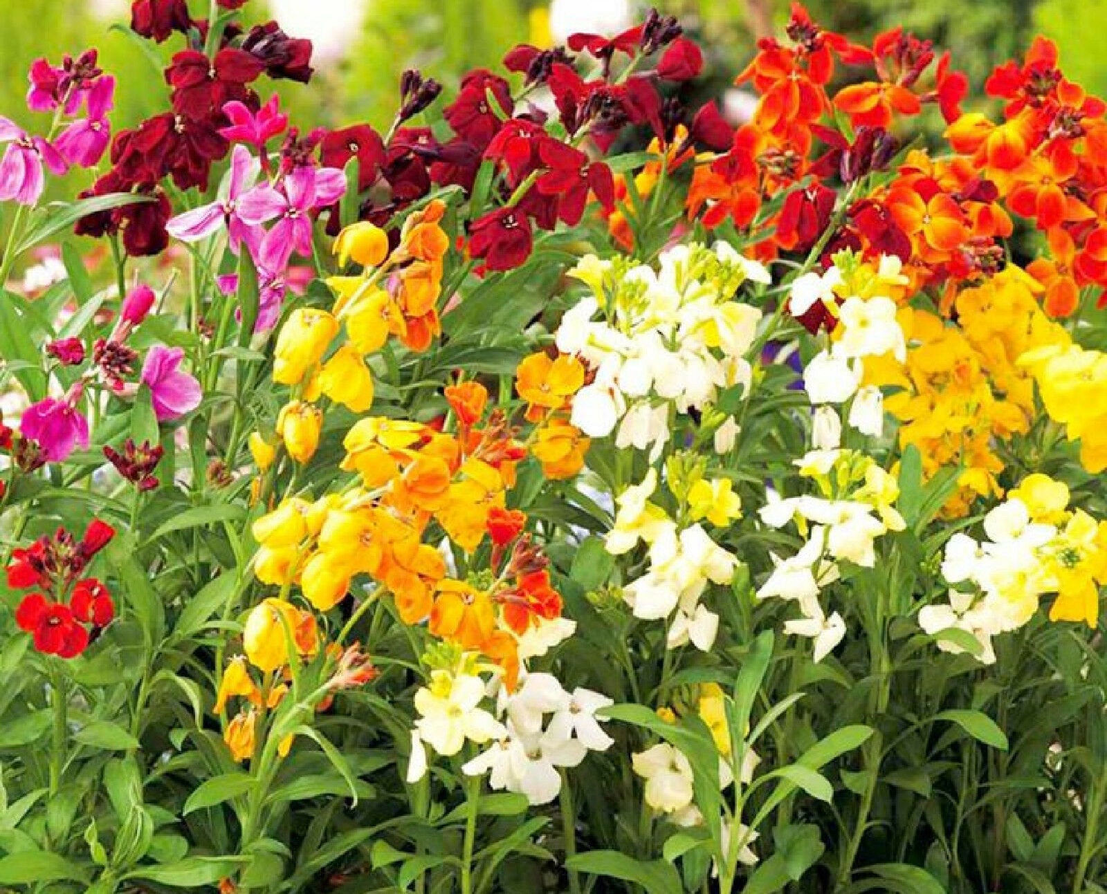 wall flower seeds 300 English Wallflower Seeds