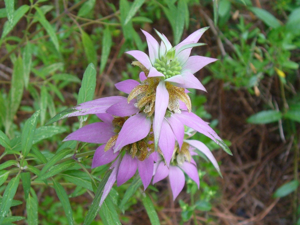 bee balm seeds from flower 100 Spotted Bee Balm Flower Seeds – New Hill Farms