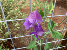 Load image into Gallery viewer, 25 Royal Lavender Sweet Pea Flower Seeds
