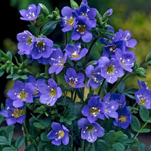 Load image into Gallery viewer, 50 Blue Jacobs Ladder Flower Seeds
