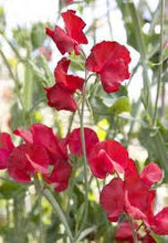 Load image into Gallery viewer, 25 Royal Crimson Sweet Pea Flower Seeds
