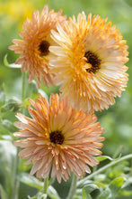 Load image into Gallery viewer, 50 Calendula Orange Flash Flower Seeds
