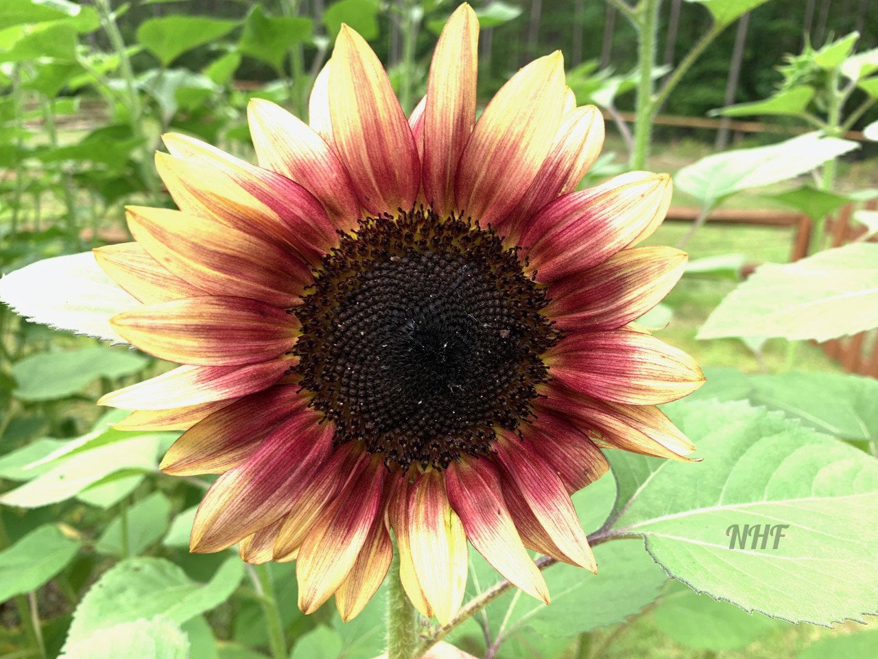 strawberry pink sunflower seeds 25 Strawberry Sunrise Pink Sunflower Seeds