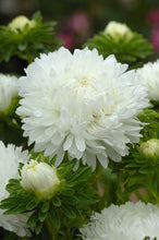 Load image into Gallery viewer, 50 Duchess Peony White Aster Flower Seeds
