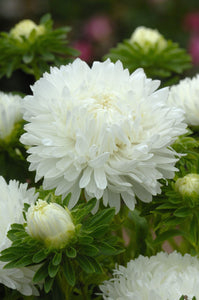 50 Duchess Peony White Aster Flower Seeds