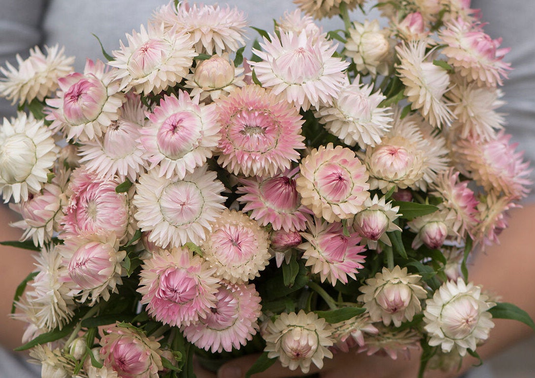 straw flower seed Strawflower, Silvery Rose