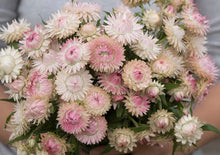 Load image into Gallery viewer, 100 &quot;Blushing Bride&quot; Silver Rose Strawflower Flower Seeds
