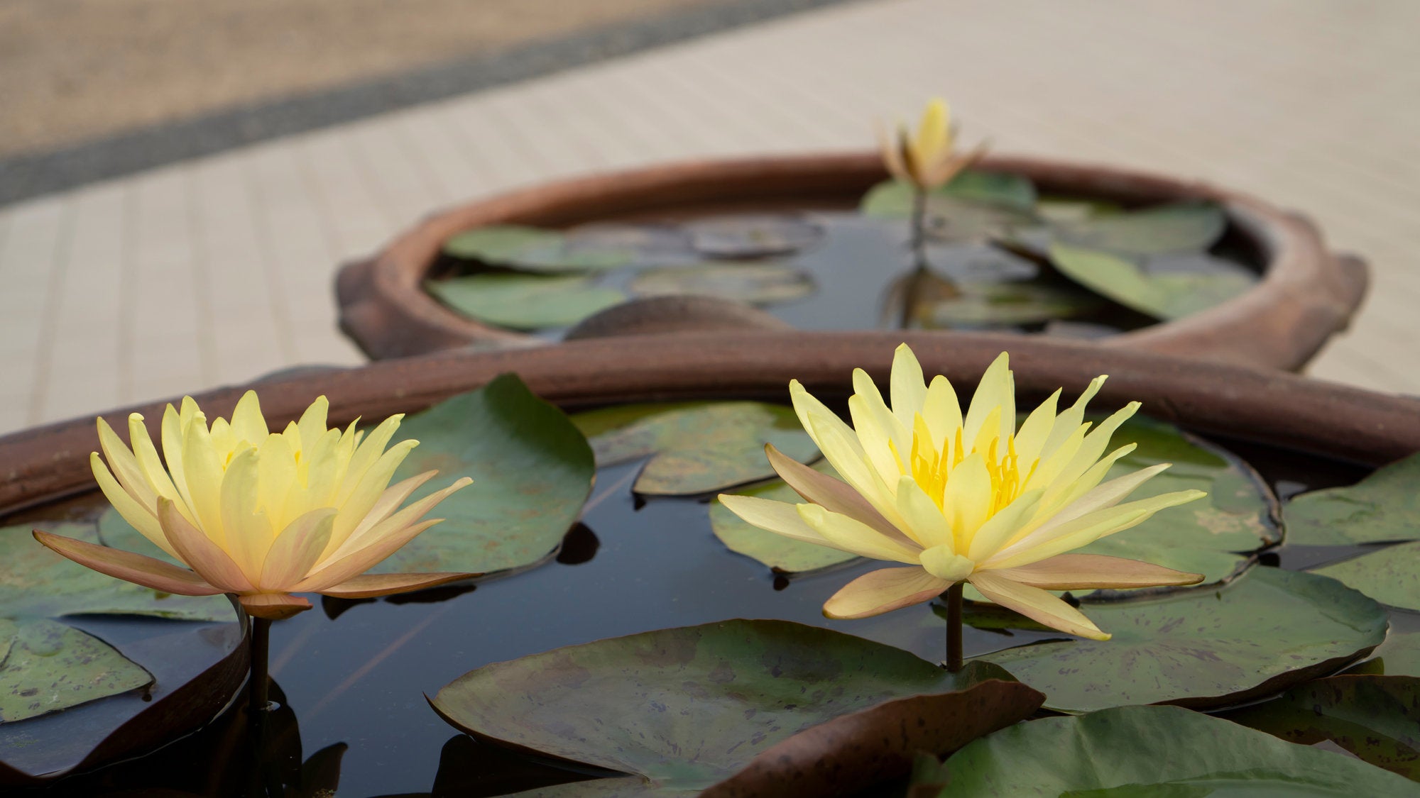 water lily flower seeds Bonsai Pink Water Lily Kit / Pink Lotus Flower Seeds