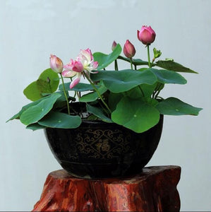 bonsai lily flower Bonsai Pink Water Lily Kit / Pink Lotus Flower Seeds – New Hill Farms