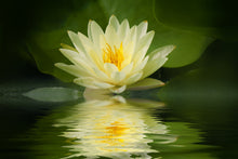 Load image into Gallery viewer, Bonsai Yellow Water Lily Kit / Yellow Lotus Flower Seeds
