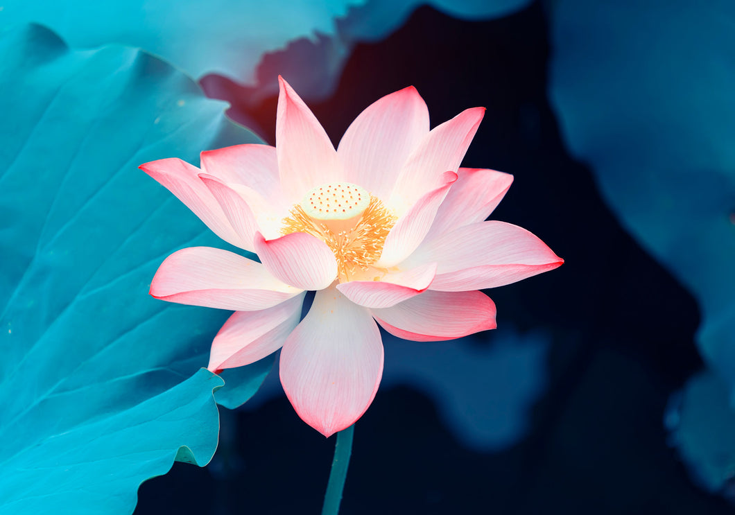 Bonsai Pink Water Lily Kit / Pink Lotus Flower Seeds
