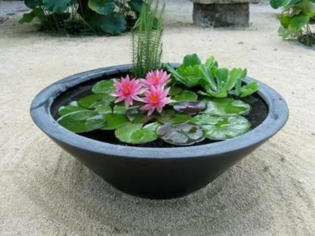 premium bonsai lotus flower seeds Bonsai Pink Water Lily Kit / Pink Lotus Flower Seeds