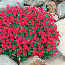 Load image into Gallery viewer, 50 Aubrieta Cascade Red Flower Seeds

