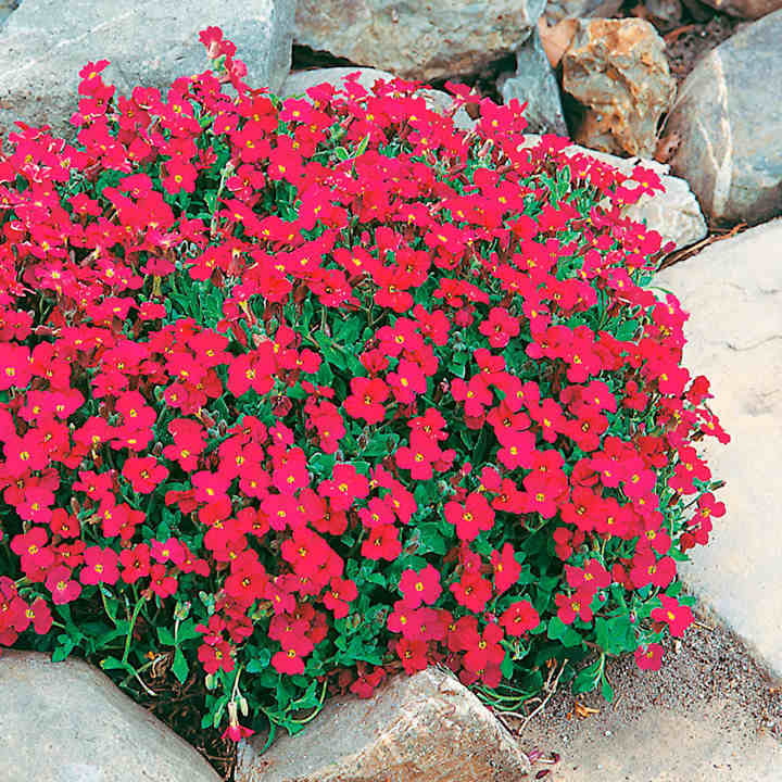 50 Aubrieta Cascade Red Flower Seeds
