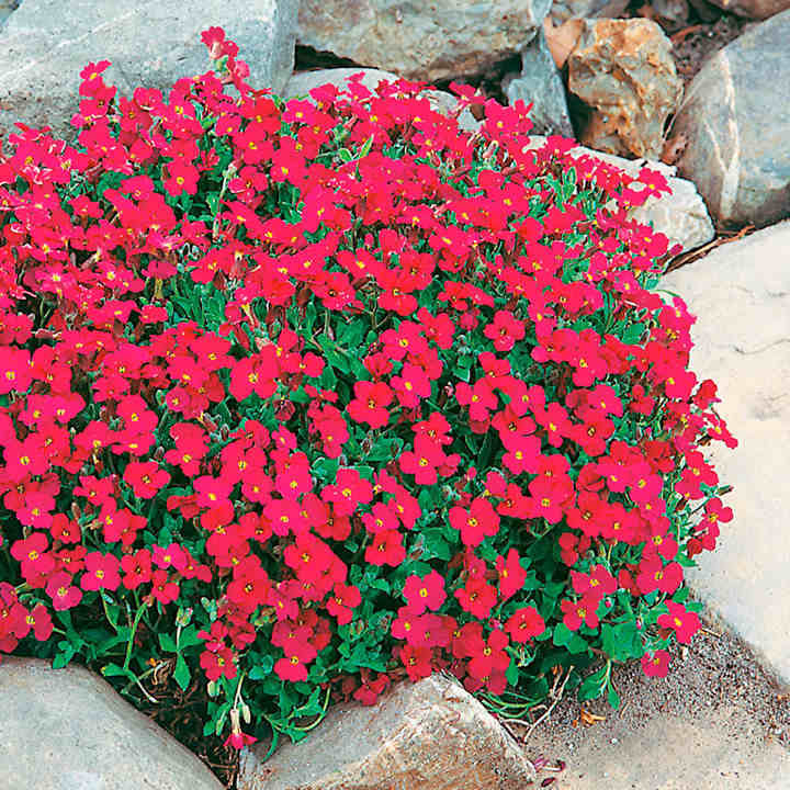 planting aubrieta seeds 50 Aubrieta Cascade Red Flower Seeds