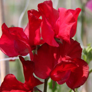 25 Royal Crimson Sweet Pea Flower Seeds