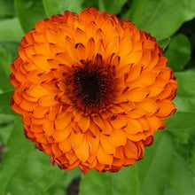 Load image into Gallery viewer, 50 Calendula Neon Flower Seeds
