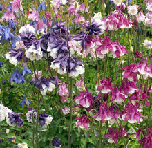 Load image into Gallery viewer, 200 Dwarf Columbine Mixed Color Flower Seeds
