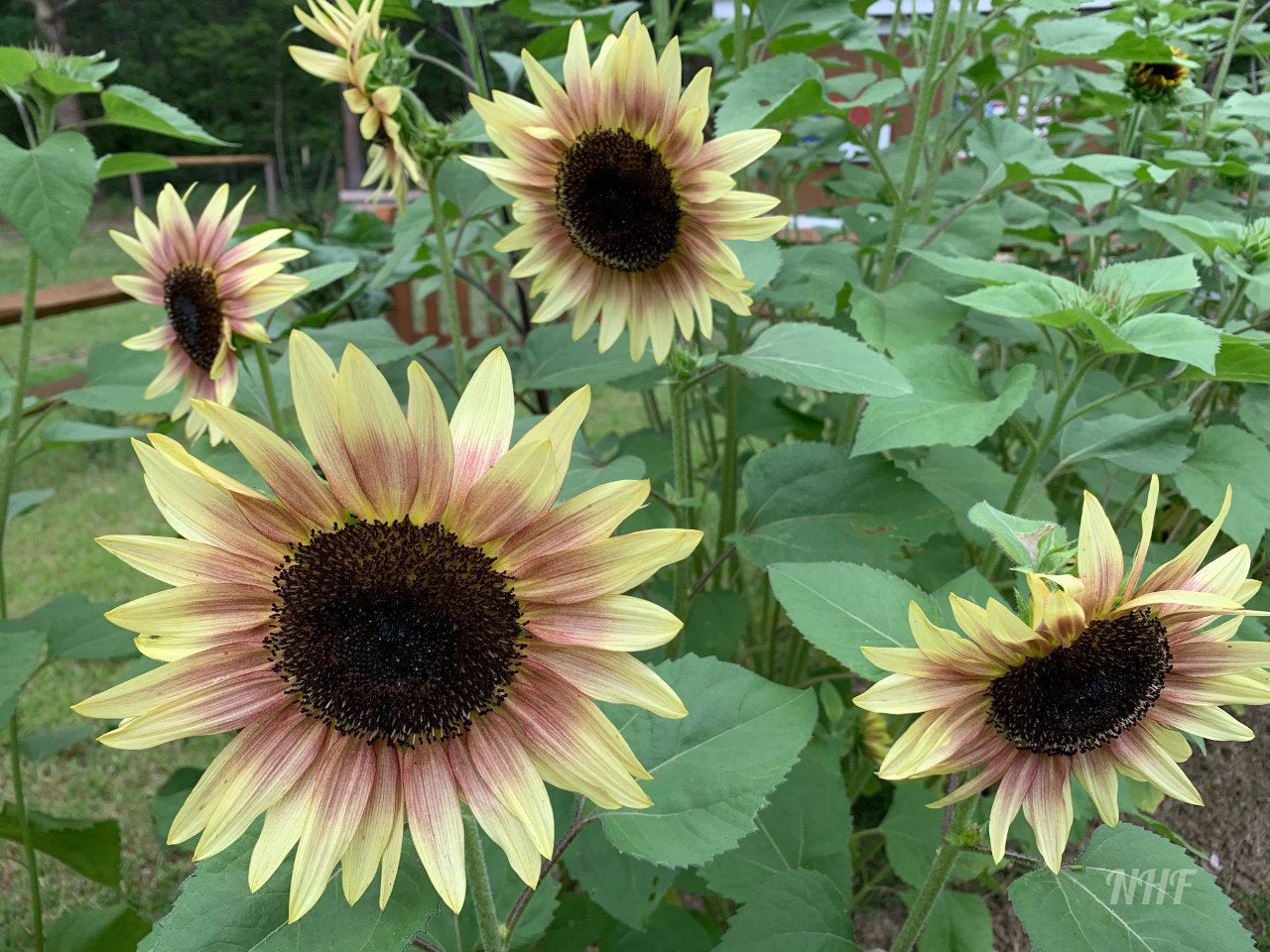 pink sunflower seeds to plant 25 Strawberry Sunrise Pink Sunflower Seeds