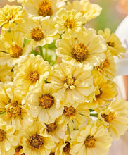 Load image into Gallery viewer, 100 Giant Zinnia &quot;Isabellina&quot; Gold Flower Seeds
