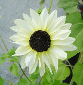 50 Italian White Sunflower Seeds