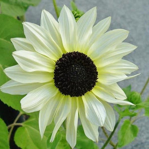 50 Italian White Sunflower Seeds