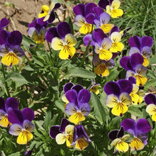 Load image into Gallery viewer, 200 Johnny Jump Up Viola Flower Seeds
