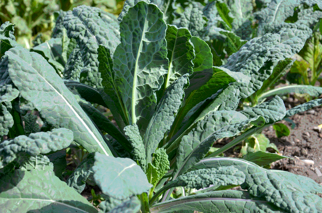 200 Organic Italian Lacinato Kale Vegetable Seeds