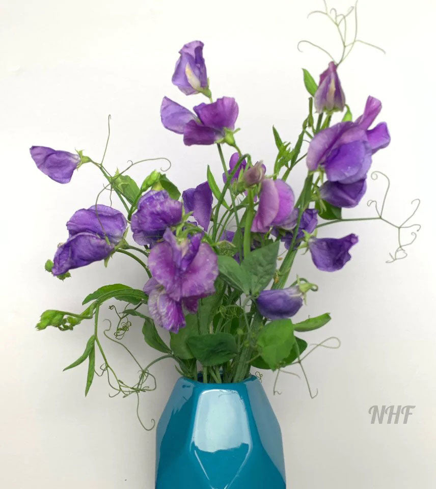 lavender sweet pea flower 25 Royal Lavender Sweet Pea Flower Seeds, Size: 3 in