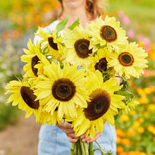 Load image into Gallery viewer, 30 Lemon Queen Sunflower Seeds
