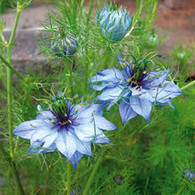Load image into Gallery viewer, 400+ &quot;Love in a Mist&quot; Blue Nigella Flower Seeds
